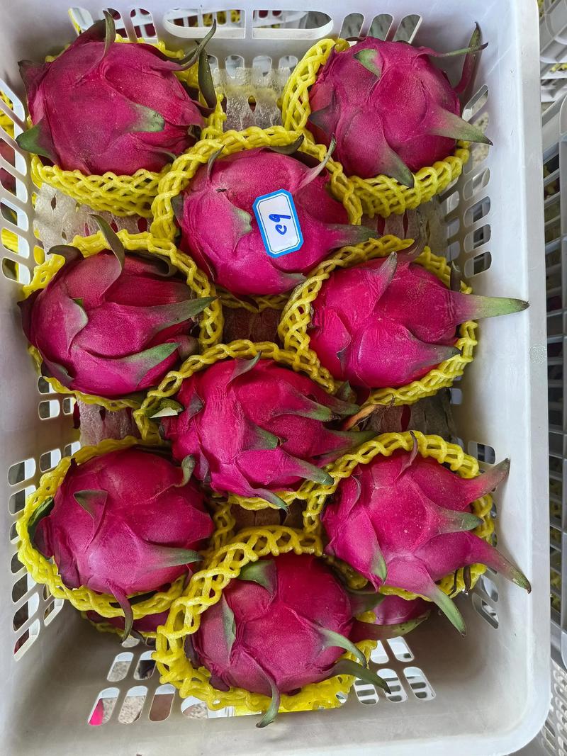 红皮绿叶有人要吗?#红心火龙果 #优质农产品 #新鲜应季水果